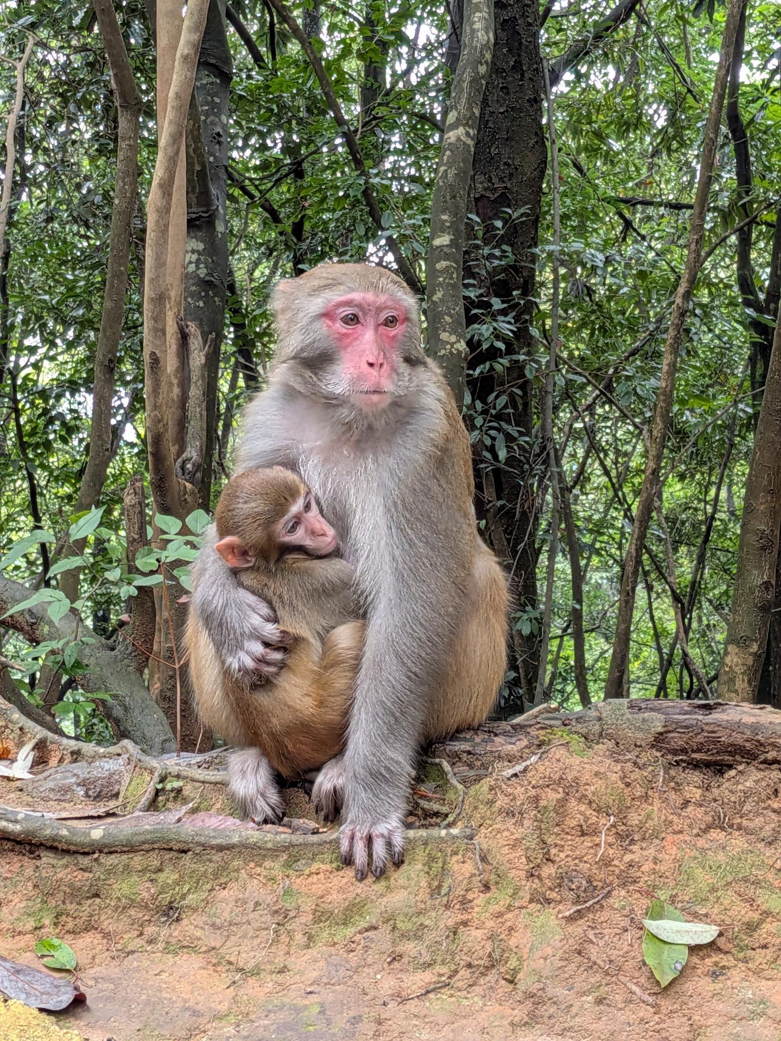 Une mère singe et son petit, sur un rocher