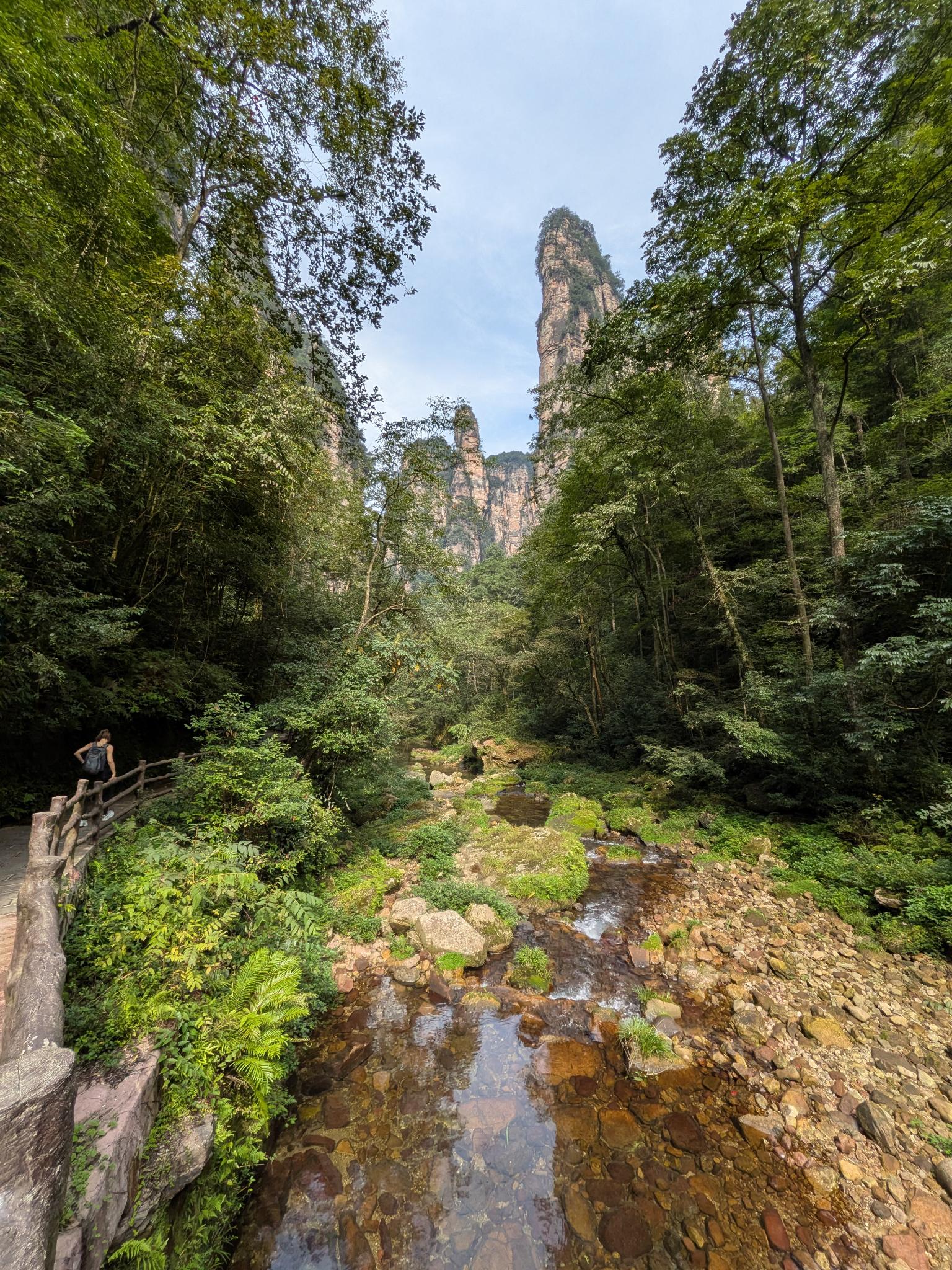 Le sentier du Golden Whip Stream le long du ruisseau