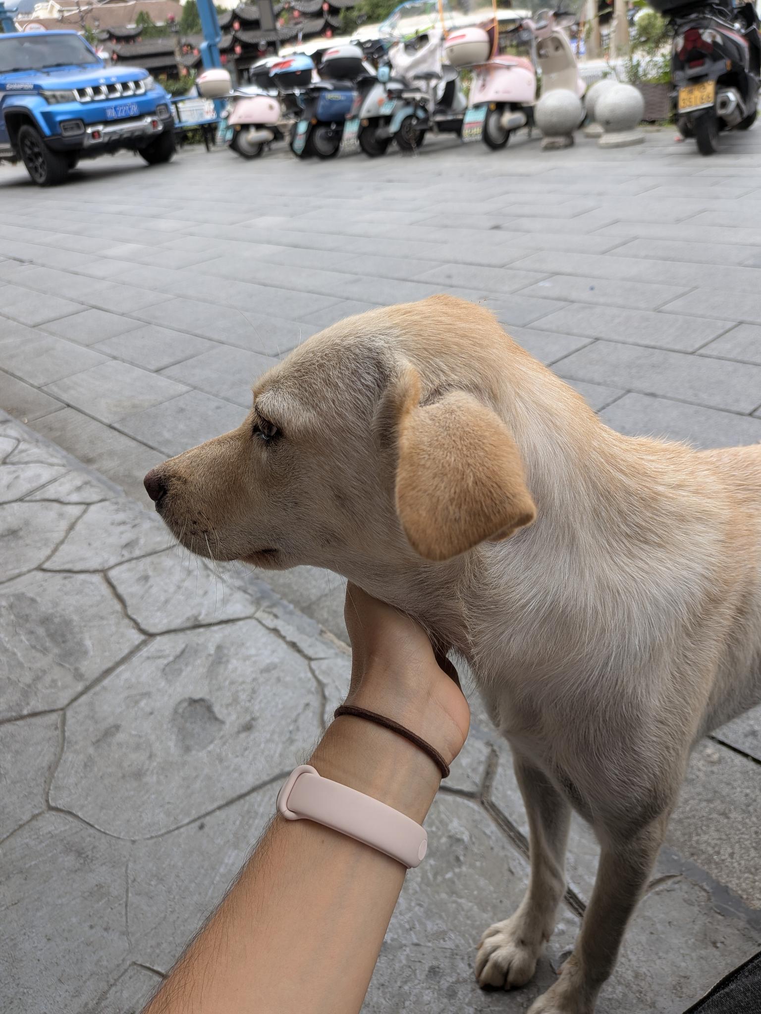 Un labrador doré se laisse caresser sur la place de Xi'an