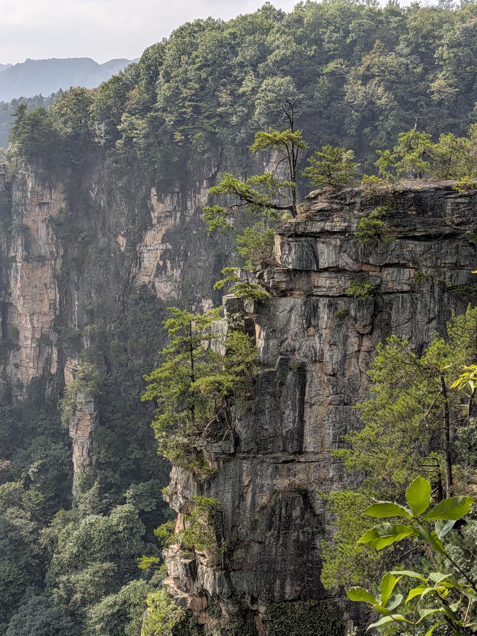 Les parois de grès striées, les pins accrochés aux corniches