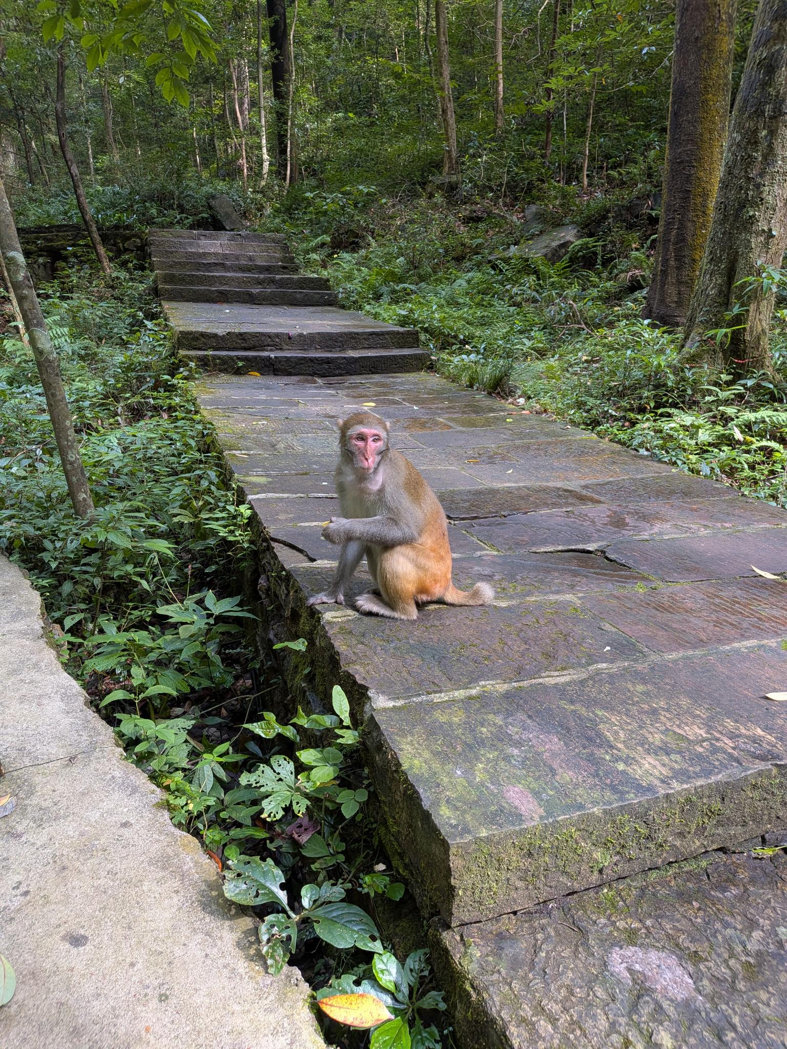 Le singe du sentier, assis sur les dalles de pierre