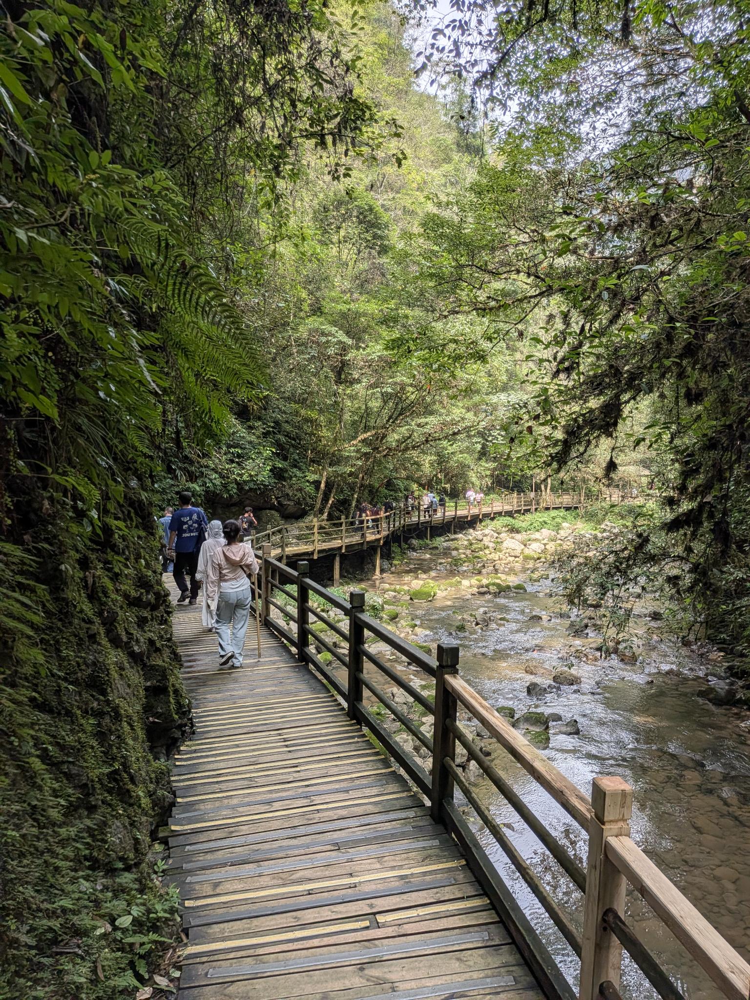 La passerelle en bois le long de la falaise de mousse et de fougères